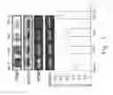 Fig. 08 - Pharmaceutical composition for inhibiting peritoneal dissemination