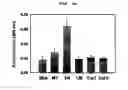 Fig. 09 - METHOD FOR CELL ADHESION AND WOUND HEALING