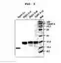 Fig. 11 - METHOD FOR CELL ADHESION AND WOUND HEALING
