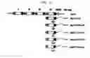 Fig. 15 - METHOD FOR CELL ADHESION AND WOUND HEALING