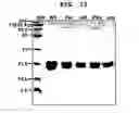Fig. 16 - METHOD FOR CELL ADHESION AND WOUND HEALING