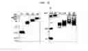 Fig. 19 - METHOD FOR CELL ADHESION AND WOUND HEALING