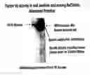 Fig. 01 - Compositions and methods for increasing production of recombinant gamma-carboxylated proteins