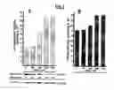 Fig. 02 - Compositions and methods for increasing production of recombinant gamma-carboxylated proteins