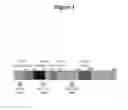 Fig. 02 - Methods and compositions for inhibiting angiogenesis