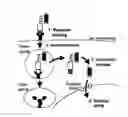 Fig. 01 - Self-assembling complex for targeting chemical agents to cells