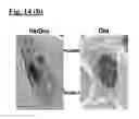Fig. 22 - Self-assembling complex for targeting chemical agents to cells