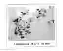 Fig. 01 - Modulation of the Phospholipase A2 Pathway as a Therapeutic