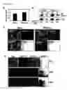 Fig. 04 - ZAP-70 as predictor and modulator of effector function of T cells