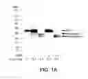 Fig. 02 - Neostatins