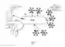 Fig. 02 - Mesh network bridge routing