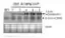 Fig. 01 - Methods using acyl-CoA binding proteins to enhance low-temperature tolerance in genetically modified plants