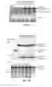 Fig. 02 - Methods using acyl-CoA binding proteins to enhance low-temperature tolerance in genetically modified plants