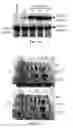 Fig. 07 - Methods using acyl-CoA binding proteins to enhance low-temperature tolerance in genetically modified plants