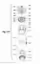 Fig. 09 - Connection structure for handheld showerhead