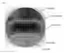 Fig. 01 - SILICON SINGLE CRYSTAL WAFER, METHOD FOR PRODUCING SILICON SINGLE CRYSTAL OR METHOD FOR PRODUCING SILICON SINGLE CRYSTAL WAFER, AND SEMICONDUCTOR DEVICE