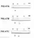 Fig. 46 - SEMICONDUCTOR DEVICE INCLUDING SEALING FILM FOR ENCAPSULATING SEMICONDUCTOR CHIP AND PROJECTION  ELECTRODES AND MANUFACTURING METHOD THEREOF