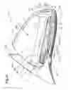 Fig. 20 - Multi-signal external rear-view mirror assembly for vehicles