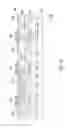 Fig. 06 - Color filter array on pixel array substrate and display panel