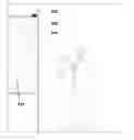 Fig. 01 - LED-BASED ILLUMINATION SYSTEM FOR HEAT-SENSITIVE OBJECTS