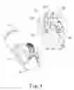 Fig. 07 - Lamp set for bicycle