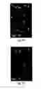 Fig. 08 - Sub-diffraction limit image resolution in three dimensions