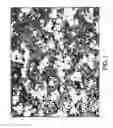 Fig. 02 - FORMABLE SINTERED ALLOY WITH DISPERSED HARD PHASE