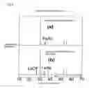 Fig. 05 - Superconducting compound and method for producing the same