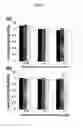 Fig. 12 - STABILIZATION OF MACROMOLECULAR MEMBRANES