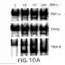 Fig. 26 - Combinations of antibodies selective for DR5 and other therapeutic agents