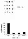 Fig. 04 - METHODS AND RELATED COMPOSITIONS FOR REDUCTION OF FAT