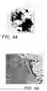 Fig. 07 - METHODS AND RELATED COMPOSITIONS FOR REDUCTION OF FAT