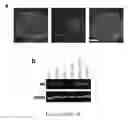 Fig. 02 - DIRECTED DIFFERENTIATION OF STEM CELLS