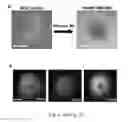 Fig. 03 - DIRECTED DIFFERENTIATION OF STEM CELLS