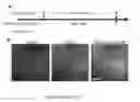 Fig. 05 - DIRECTED DIFFERENTIATION OF STEM CELLS