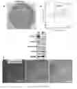 Fig. 06 - DIRECTED DIFFERENTIATION OF STEM CELLS