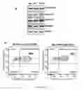 Fig. 08 - DIRECTED DIFFERENTIATION OF STEM CELLS