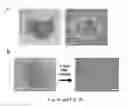 Fig. 16 - DIRECTED DIFFERENTIATION OF STEM CELLS