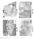 Fig. 17 - Lymph nodes as a site for regeneration