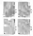 Fig. 18 - Lymph nodes as a site for regeneration