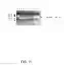Fig. 19 - Therapeutic agents comprising pro-apoptotic proteins