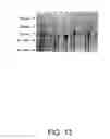 Fig. 22 - Therapeutic agents comprising pro-apoptotic proteins