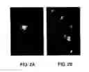 Fig. 03 - ANTAGONISTS OF NEUROPILIN RECEPTOR FUNCTION AND USE THEREOF