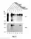 Fig. 08 - ANTAGONISTS OF NEUROPILIN RECEPTOR FUNCTION AND USE THEREOF