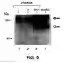 Fig. 11 - ANTAGONISTS OF NEUROPILIN RECEPTOR FUNCTION AND USE THEREOF