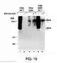 Fig. 12 - ANTAGONISTS OF NEUROPILIN RECEPTOR FUNCTION AND USE THEREOF