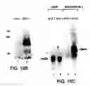 Fig. 26 - ANTAGONISTS OF NEUROPILIN RECEPTOR FUNCTION AND USE THEREOF