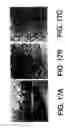 Fig. 27 - ANTAGONISTS OF NEUROPILIN RECEPTOR FUNCTION AND USE THEREOF