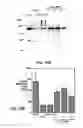 Fig. 28 - ANTAGONISTS OF NEUROPILIN RECEPTOR FUNCTION AND USE THEREOF