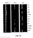 Fig. 29 - ANTAGONISTS OF NEUROPILIN RECEPTOR FUNCTION AND USE THEREOF